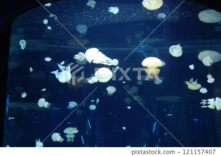 漂浮在水箱的水母 121157407
