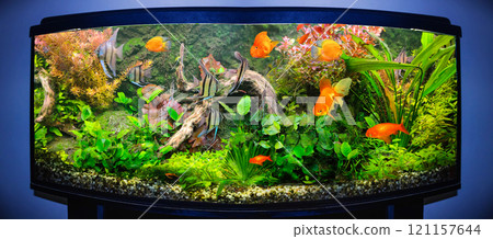 Goldfish in freshwater aquarium with green beautiful planted 121157644