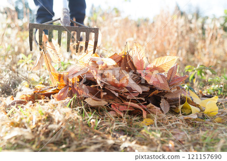 Collect fallen leaves with a rake 121157690