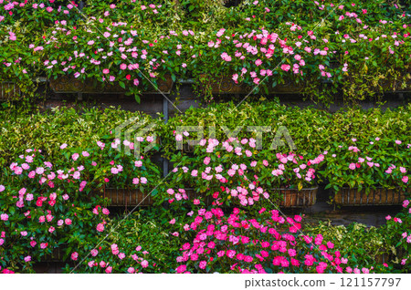 Vertical flowerbed of pink catharanthus flowers in flower pots Vertical flowerbed of pink catharanthus flowers in flower pots 121157797