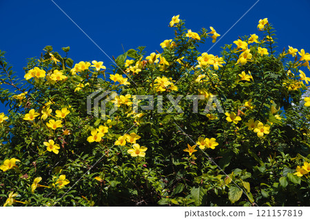 yellow alamanda flowers bloom in the garden yellow alamanda flowers bloom in the garden 121157819