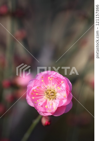 Double-flowered red plum blossoms wet with rain Double-flowered red plum blossoms wet with rain 121157866