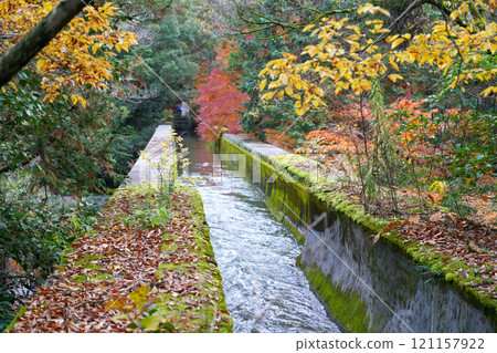 京都南禪寺,花開秋葉(攝於2024年12月) 京都南禪寺,花開秋葉(攝於2024年12月) 121157922