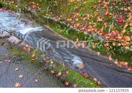 京都南禪寺，花開秋葉（攝於2024年12月） 121157935