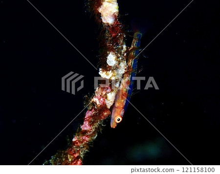 Oshima's Glass Goby 121158100