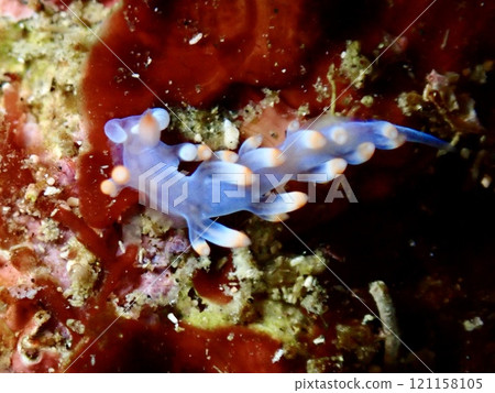 Sakishima Sea Slug on Oshima Island Sakishima Sea Slug on Oshima Island 121158105