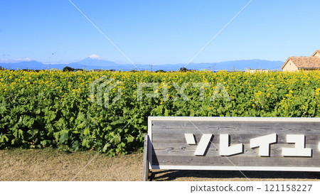 Snow-capped mountains overlooking the sea from a rapeseed field 121158227