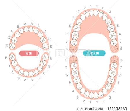 恆牙和乳牙及其名稱的說明集 121158383
