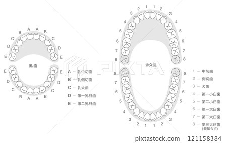 恆牙列和乳牙列及其名稱的黑白解釋 121158384