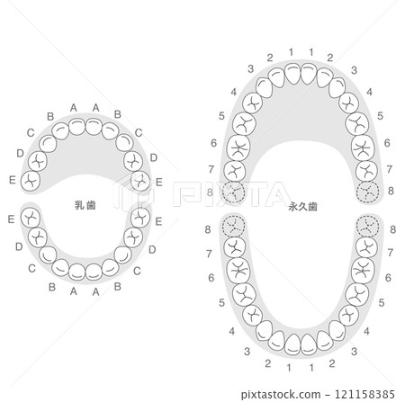 恆牙列和乳牙列及其名稱的黑白解釋 121158385