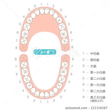 恆牙列及其名稱的解釋 121158387