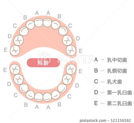 Explanation of the deciduous teeth and their names 121158392