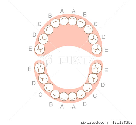 Explanation of the deciduous teeth and their names 121158393