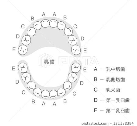 Black and white Explanation of the deciduous teeth and their names Black and white Explanation of the deciduous teeth and their names 121158394