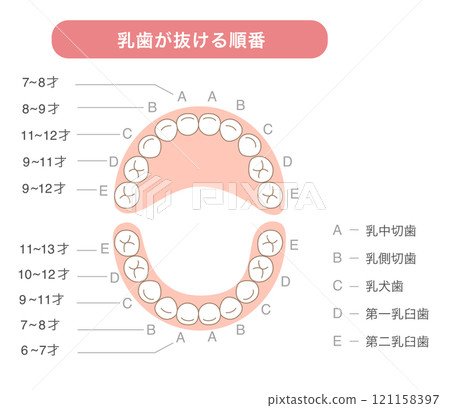 解釋乳牙何時脫落及其名稱的插圖 解釋乳牙何時脫落及其名稱的插圖 121158397