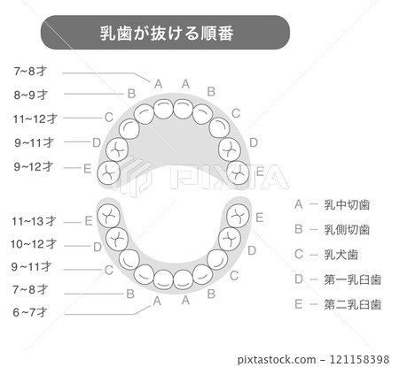 Black and white illustration explaining the timing and names of baby teeth Black and white illustration explaining the timing and names of baby teeth 121158398
