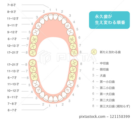 恆牙萌發時期、排列方式及名稱的說明圖 恆牙萌發時期、排列方式及名稱的說明圖 121158399