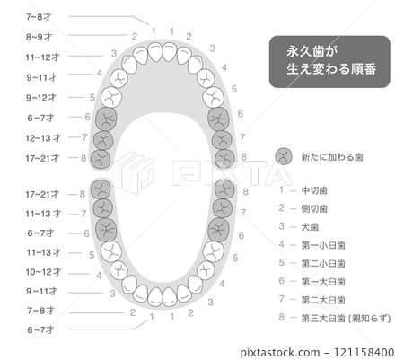 黑白:恆牙萌發時期、牙齒排列及其名稱的說明圖 黑白:恆牙萌發時期、牙齒排列及其名稱的說明圖 121158400