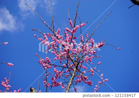 Plum Hana 121158417