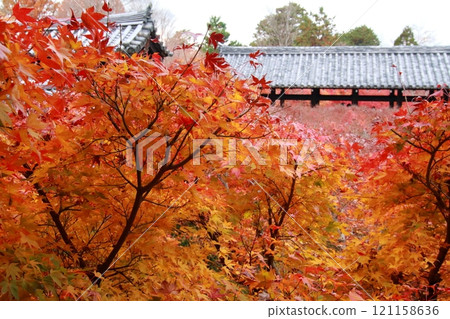 Tofukuji Tonchibashi秋葉 121158636