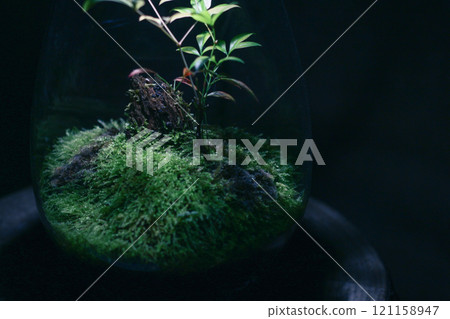 玻璃容器中的苔蘚玻璃容器-漂浮在黑暗中的自然縮影 121158947