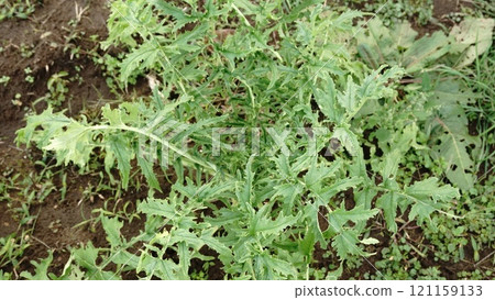 Radish leaves 121159133