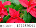 一品紅膠囊稍後變色的部分 121159341