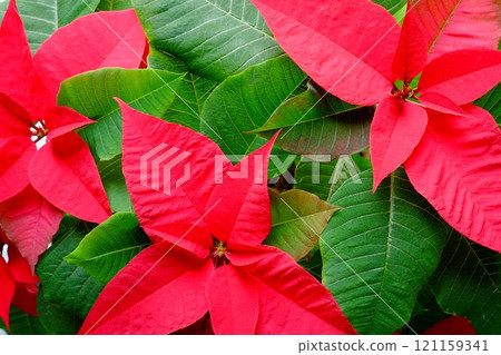 Part of a poinsettia pod that changes color later 121159341