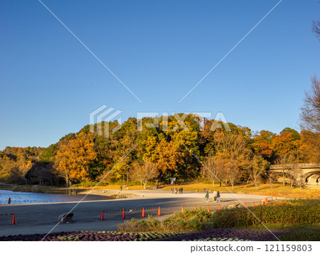樹木被夕陽照亮的冬季公園場景（千葉縣松戶市，21世紀森林和廣場） 121159803