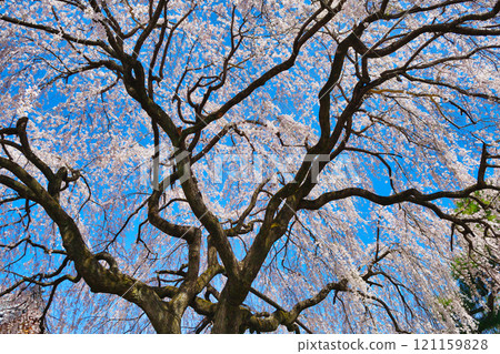 Weeping cherry blossoms at Honmanji Temple, Kyoto (Kamigyo Ward, Kyoto City, Kyoto Prefecture) 121159828