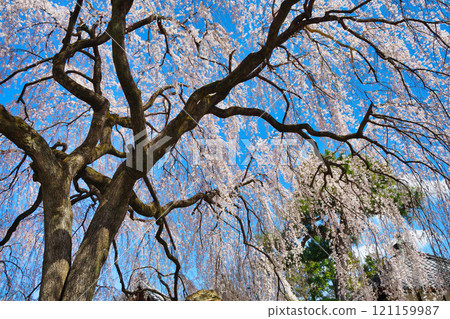 京都本滿寺的垂枝櫻花（京都府京都市上京區） 121159987