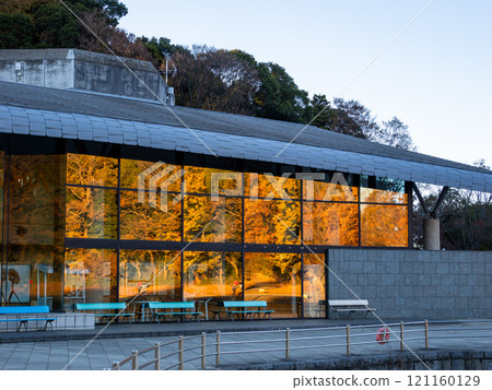 Winter park scenery: Autumn leaves reflected in the glass of a building (21st Century Forest and Square, Matsudo City, Chiba Prefecture) Winter park scenery: Autumn leaves reflected in the glass of a building (21st Century Forest and Square, Matsudo City, Chiba Prefecture) 121160129