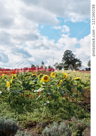 埃爾維斯山 埃爾維斯山 121160198