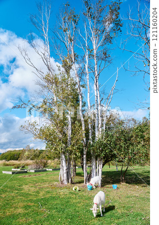 A ranch landscape with blue skies and birch trees 121160204