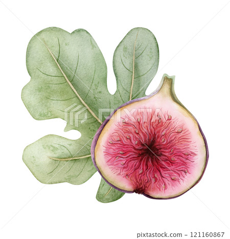 Fig half slice with large green leaf watercolor illustration isolated on white. Ripe berry with red pink pulp with seeds clipart. Organic fruit drawing for culinary, botanical and natural food designs Fig half slice with large green leaf watercolor illustration isolated on white. Ripe berry with red pink pulp with seeds clipart. Organic fruit drawing for culinary, botanical and natural food designs 121160867