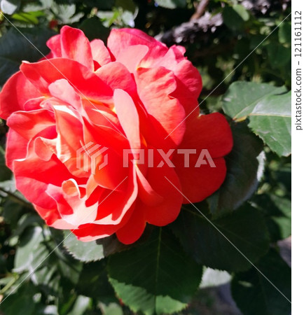 Close-up of a Vibrant Rose in Full Bloom 121161112