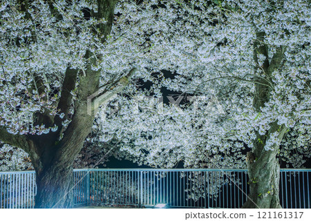 Cherry blossoms at night on the Inui Tower [Matsushiro Castle Ruins] 121161317