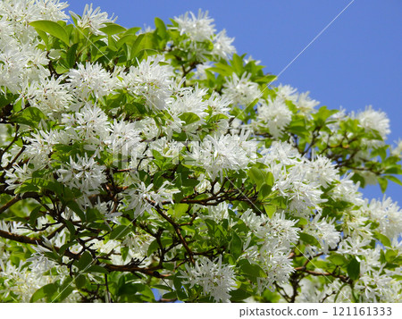 A white snow-like flower with an aromatic scent blooms. 121161333