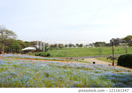 北九州市若松區綠色公園的粉蝶花田 北九州市若松區綠色公園的粉蝶花田 121161347