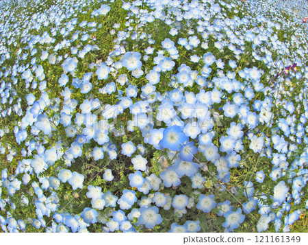 Nemophila with cute flowers blooming in the spring flowerbed 121161349