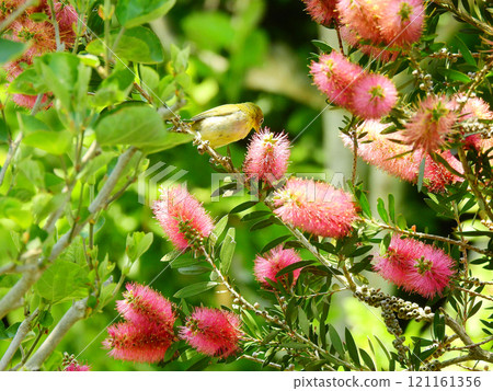 A unique brush-like flower blooms in the form of a Japanese lanternfly and a Japanese white-eye A unique brush-like flower blooms in the form of a Japanese lanternfly and a Japanese white-eye 121161356
