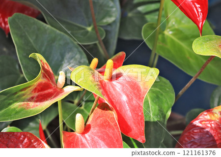 Heart-shaped red flower anthurium native to tropical America Heart-shaped red flower anthurium native to tropical America 121161376