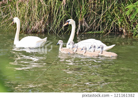 A close family of a swan swimming in a pond and a child born 121161382