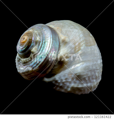 Turbo imperialis Sea Snail on Black Background 121161422