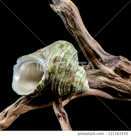 Horned Turbo cornutus Snail on Driftwood Horned Turbo cornutus Snail on Driftwood 121161430