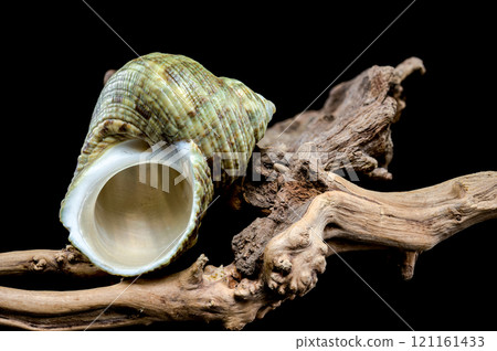 Horned Turbo cornutus Snail on Driftwood Horned Turbo cornutus Snail on Driftwood 121161433