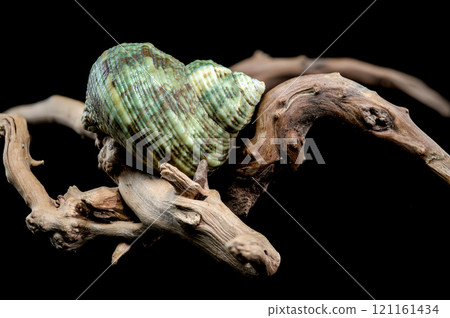 Horned Turbo cornutus Snail on Driftwood Horned Turbo cornutus Snail on Driftwood 121161434