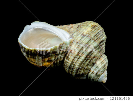 Horned Turbo Snail on Black Background Horned Turbo Snail on Black Background 121161436