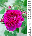 Close-up of a Vibrant Rose in Full Bloom 121161448