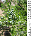 juniper tree branch with berries on green grass background 121161449